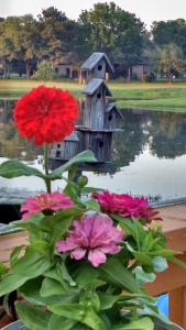 flowers and birdhouse