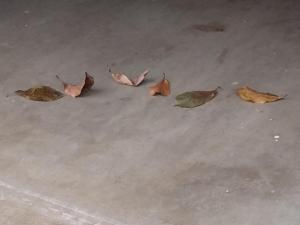 leaves in the garage